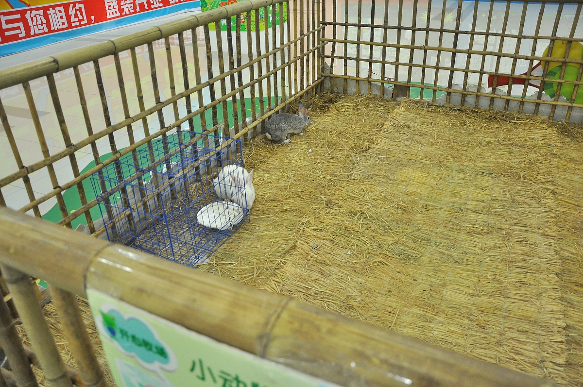 给赛鸽宠物用品写一段广告文案