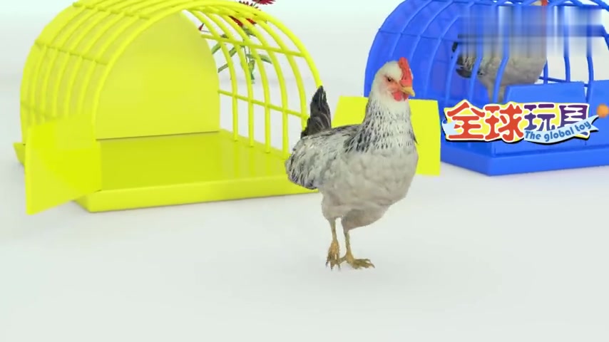 五只装在彩色笼子里的母鸡吃彩色小虫子,母鸡下五彩鸡蛋