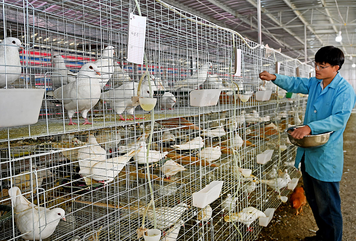 鸽子养殖全攻略：从选种到生蛋，新手必备技巧！