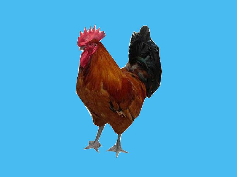 原来乌皮小香鸡长这样