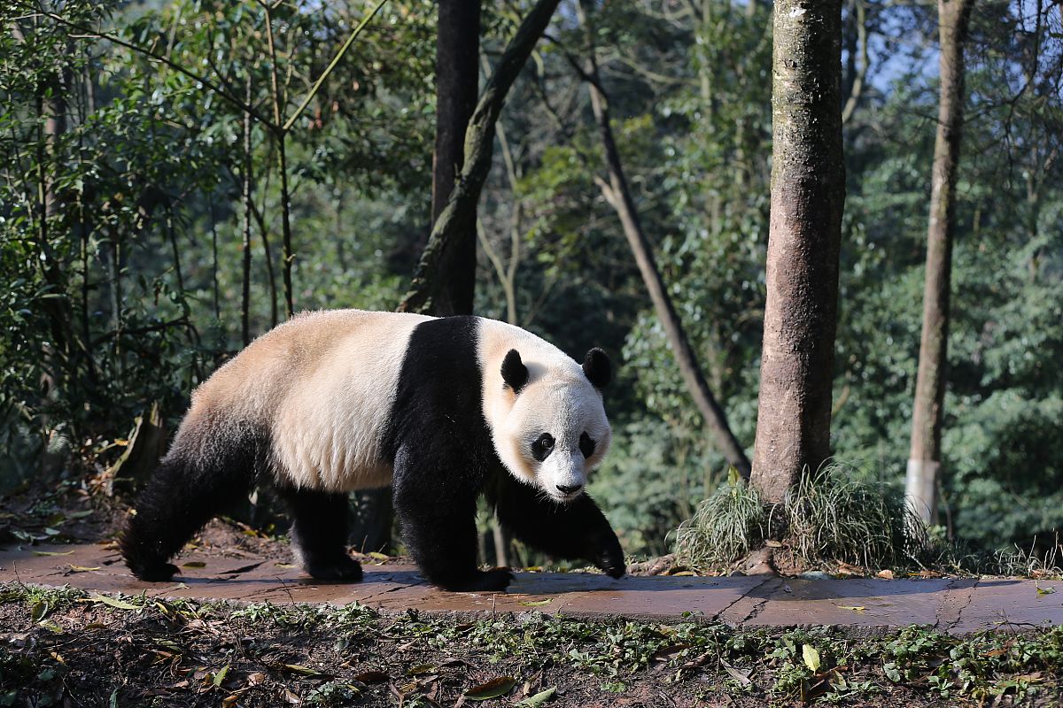 雅安航空工业联合技工学校好不好 收分线高不高