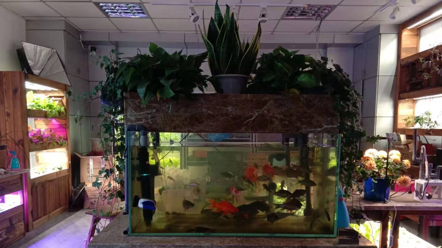 调节湿度,净化空气,美化环境,室内鱼菜共生系统