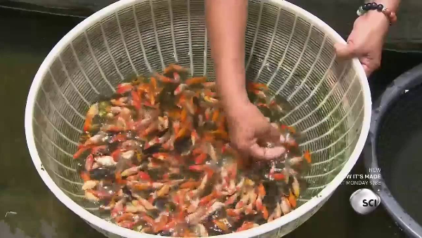 鱼缸里的金鱼是如何诞生的?