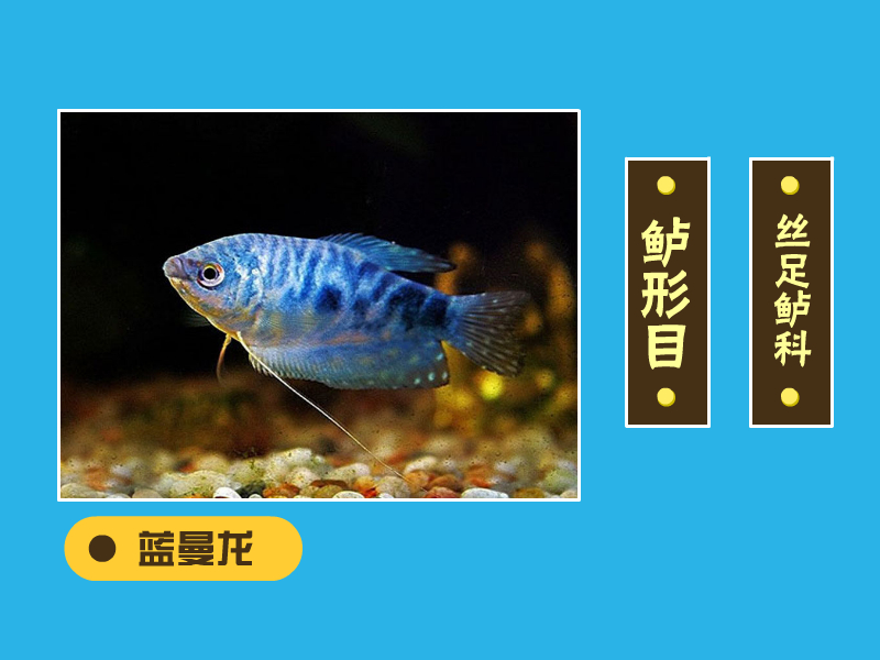 蓝曼龙:学名丝鳍毛足鲈,又名蓝线鳍鱼