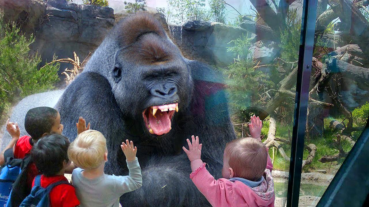 [图]动物园的大猩猩被游客挑衅,立马一拳打破了玻璃,瞬间被吓到了!
