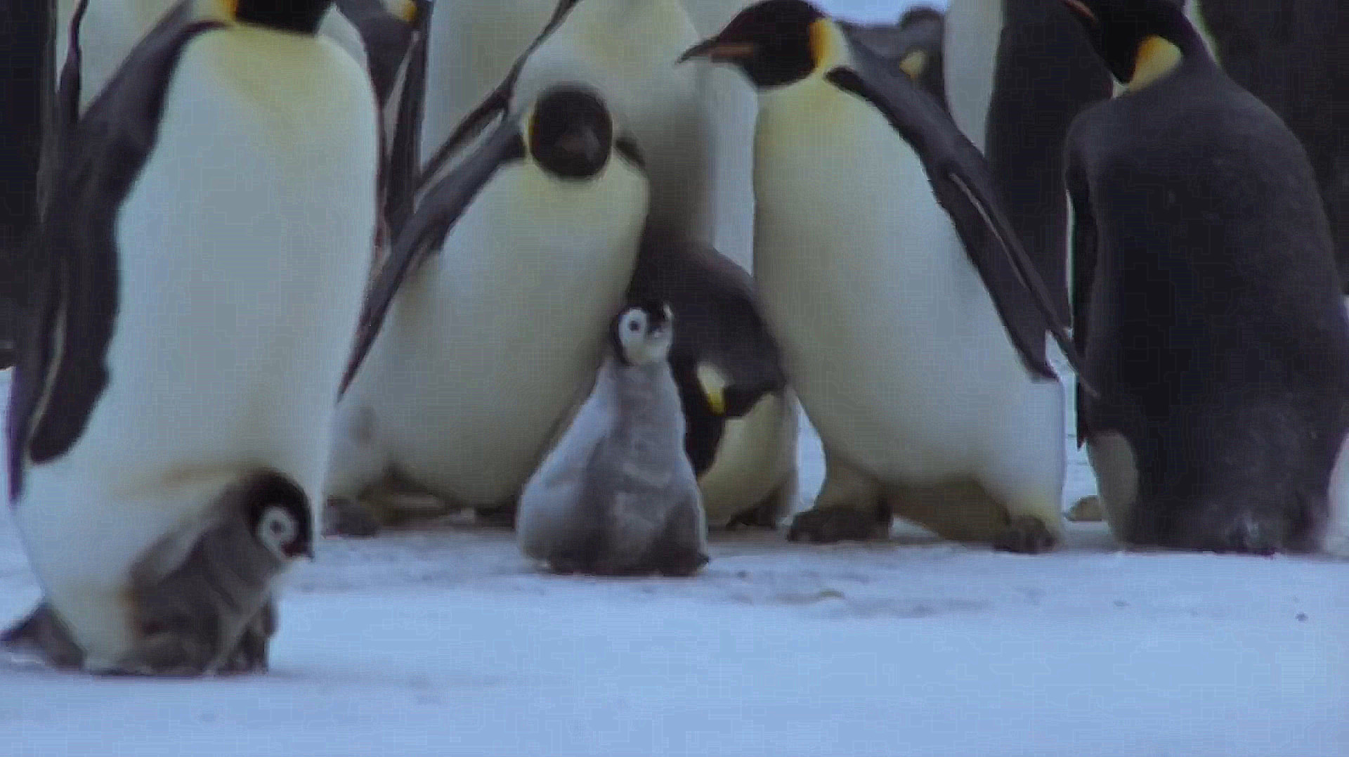 企鹅碾压式教学,小企鹅跑得飞快:我不要被压住!赶快跑!