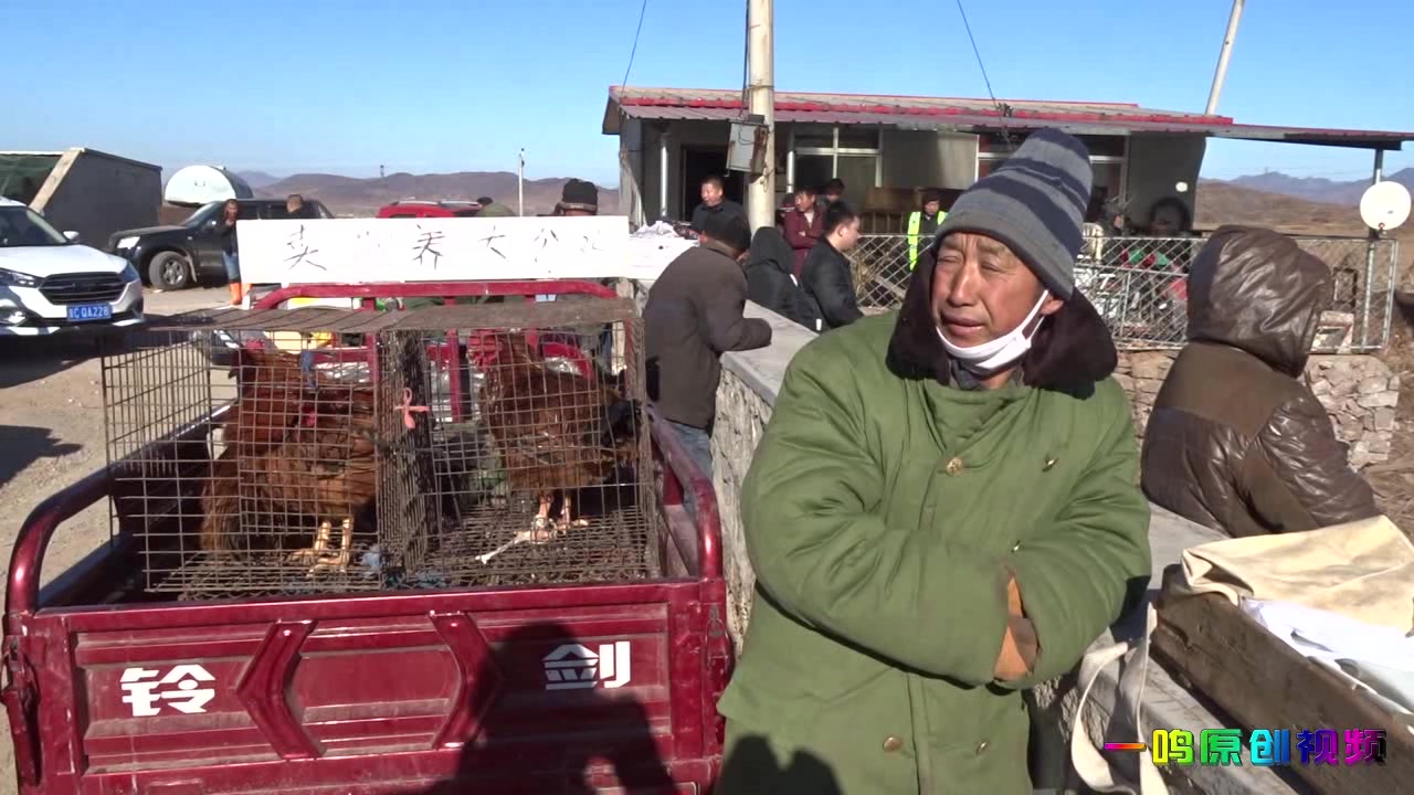 锚鱼现场发现散养野鸡的老农,一斤才卖15块钱,这价格贵不贵?