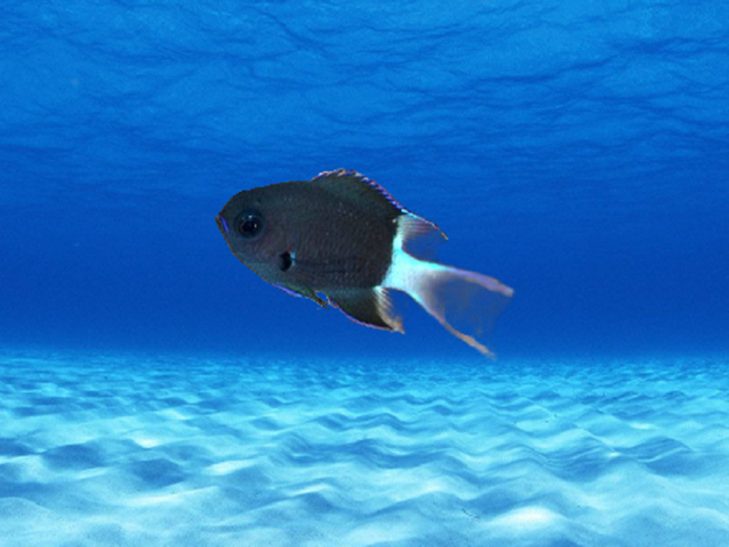 原来二色光鳃鱼长这样