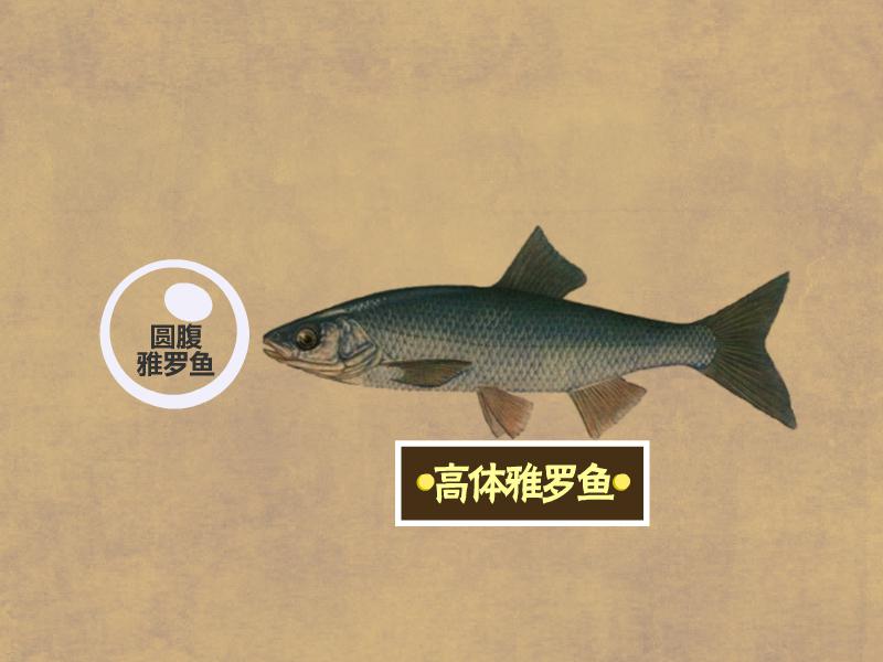 原来高体雅罗鱼长这样