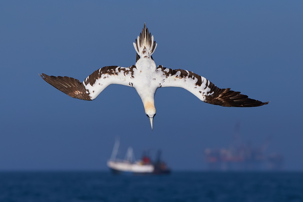 摄影爱好者交流平台：分享作品，买卖创作 | [网站名称]