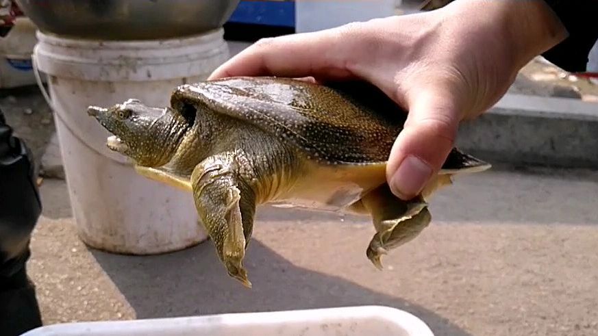 男士看上了这只纯野生甲鱼想拿回家养,一番讨价还价难以成交