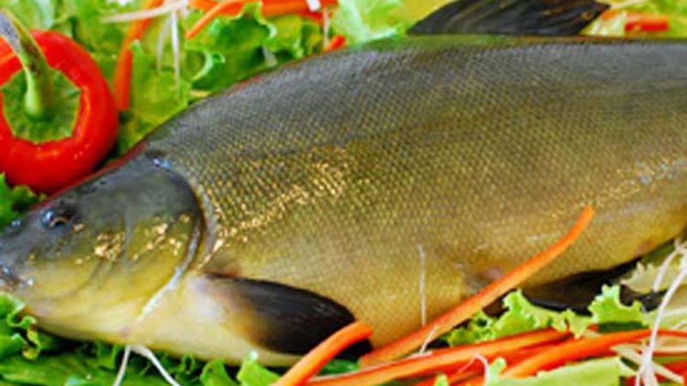 一分钟了解丁鱥