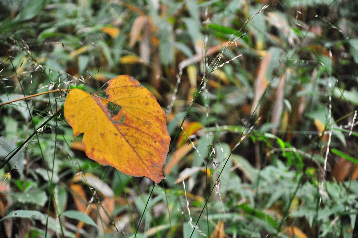 秋日里的美好时光：写给小学生的秋游作文