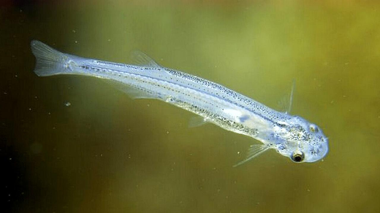 世界上最可怕的鱼,比食人鱼危害大100倍,见了它赶紧跑