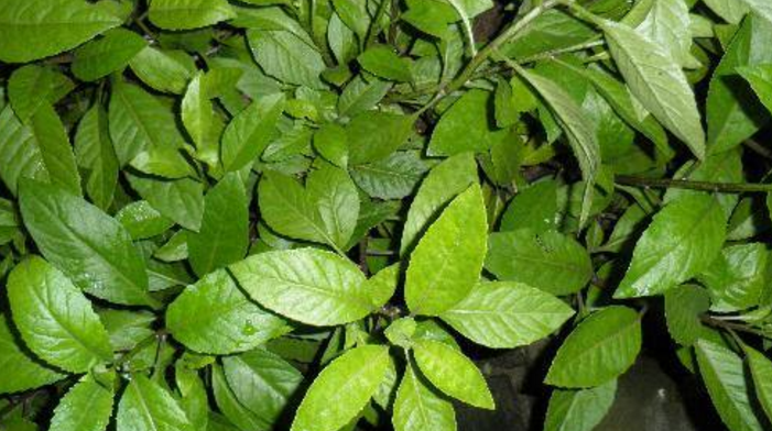 农村的这种野草,治疗咳嗽,气管炎,有很好的功效,看你见过吗?