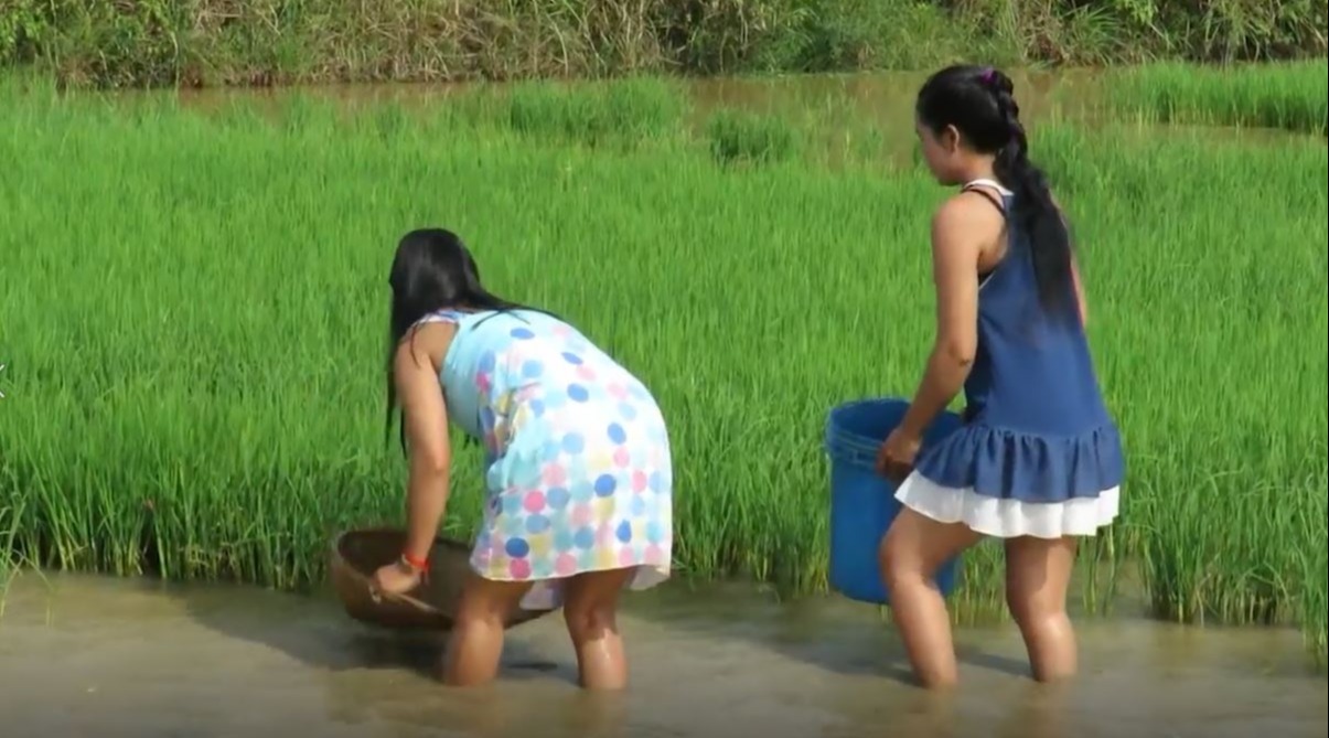 去缅甸农村游玩,当地的农家美女为了赚钱,要在田中抓鱼很久