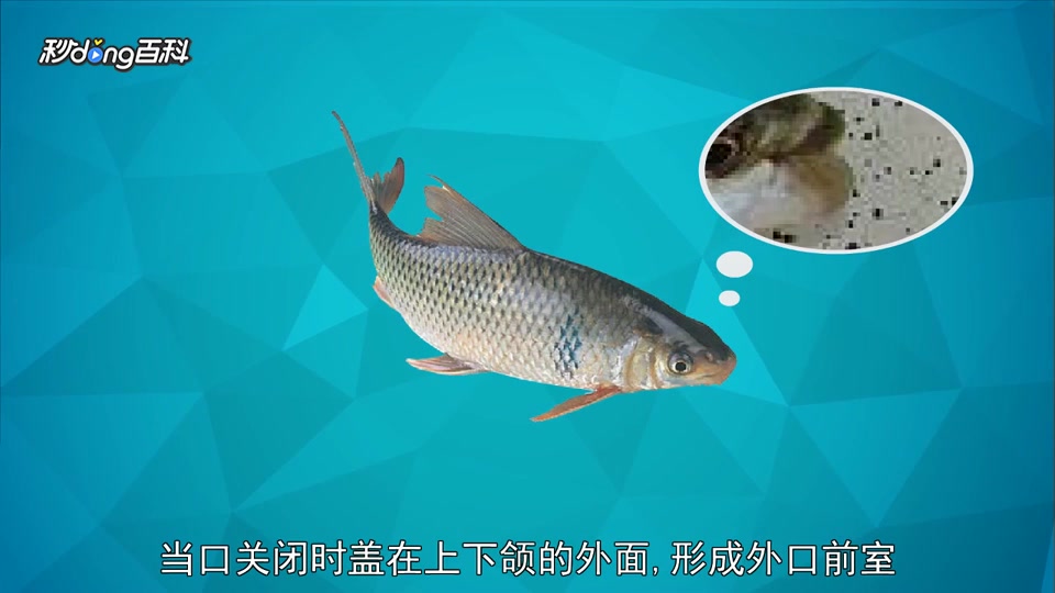 原来.野鲮长这样