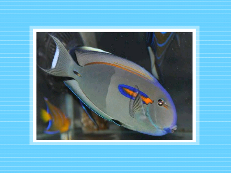 原来一字吊长这样