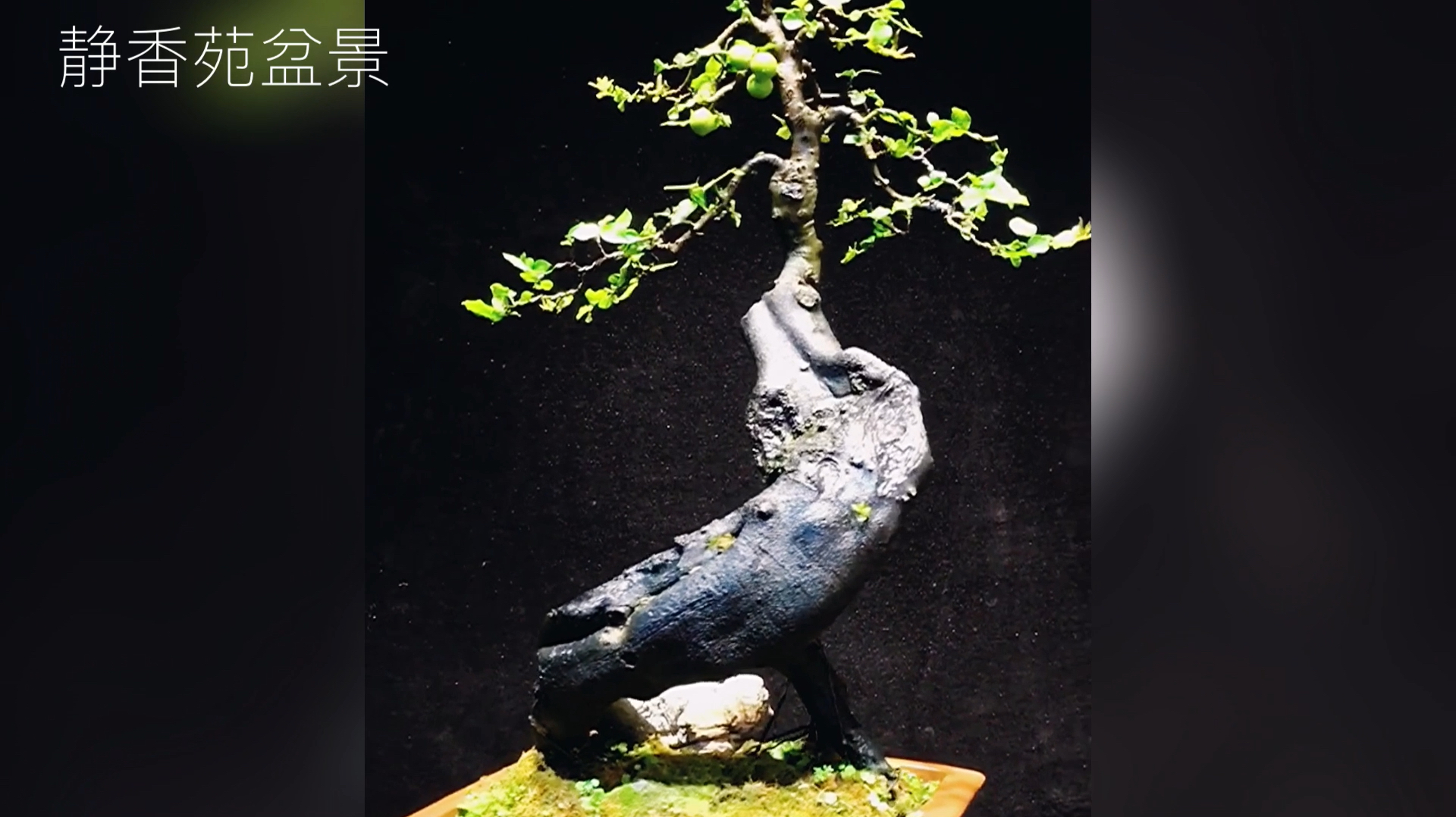 分享一组极品金弹子盆景,造型别致优美,气质飘逸俊秀!