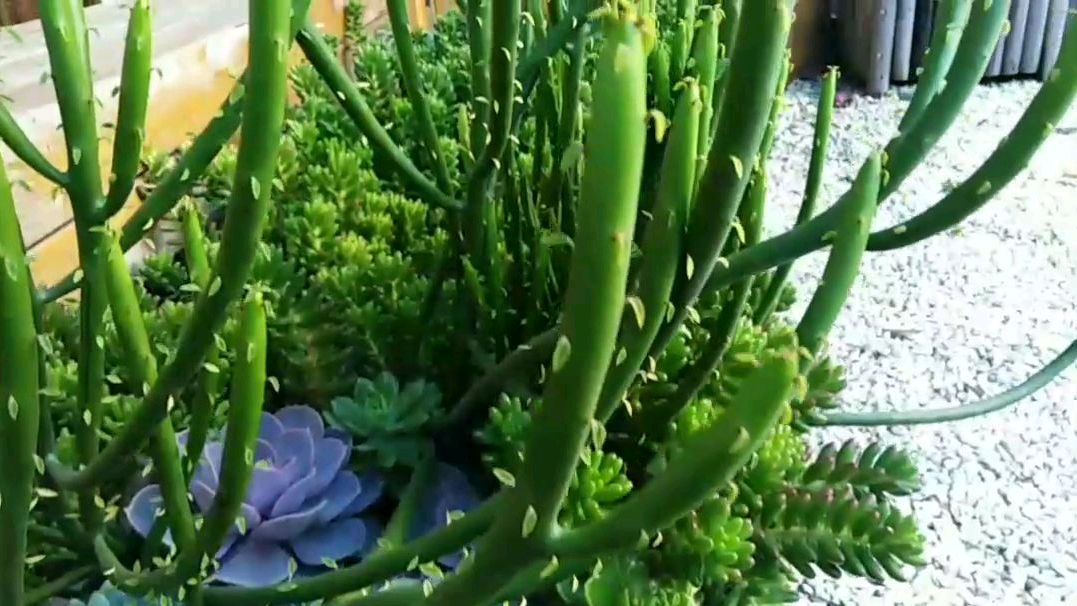 露天种植的多肉植物光棍树