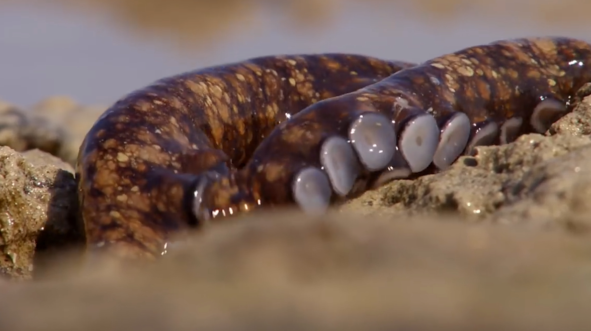 章鱼宝宝出生后,章鱼妈妈就选择自杀,母爱真是太伟大了