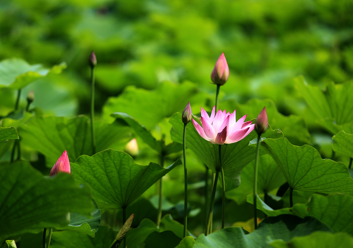 戴姓好听的名字100个