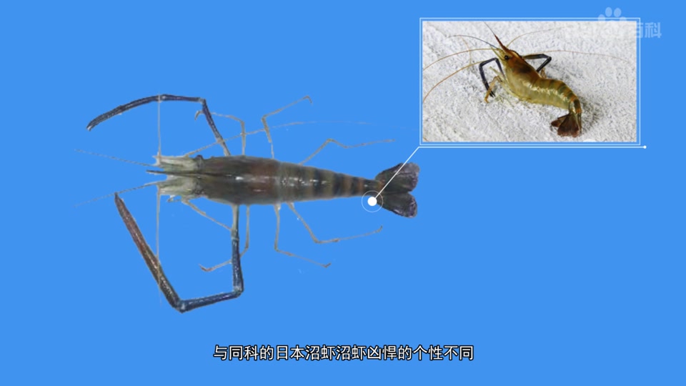 中华小长臂虾