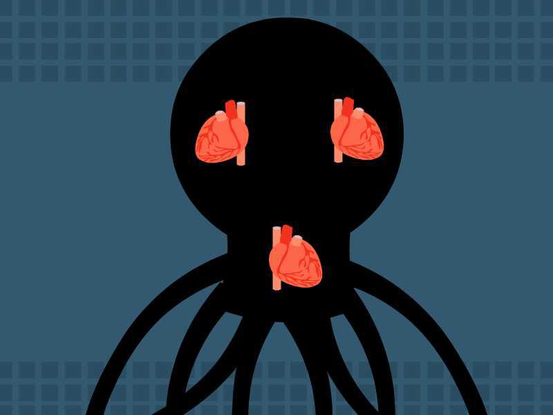 章鱼竟然有三颗心脏?