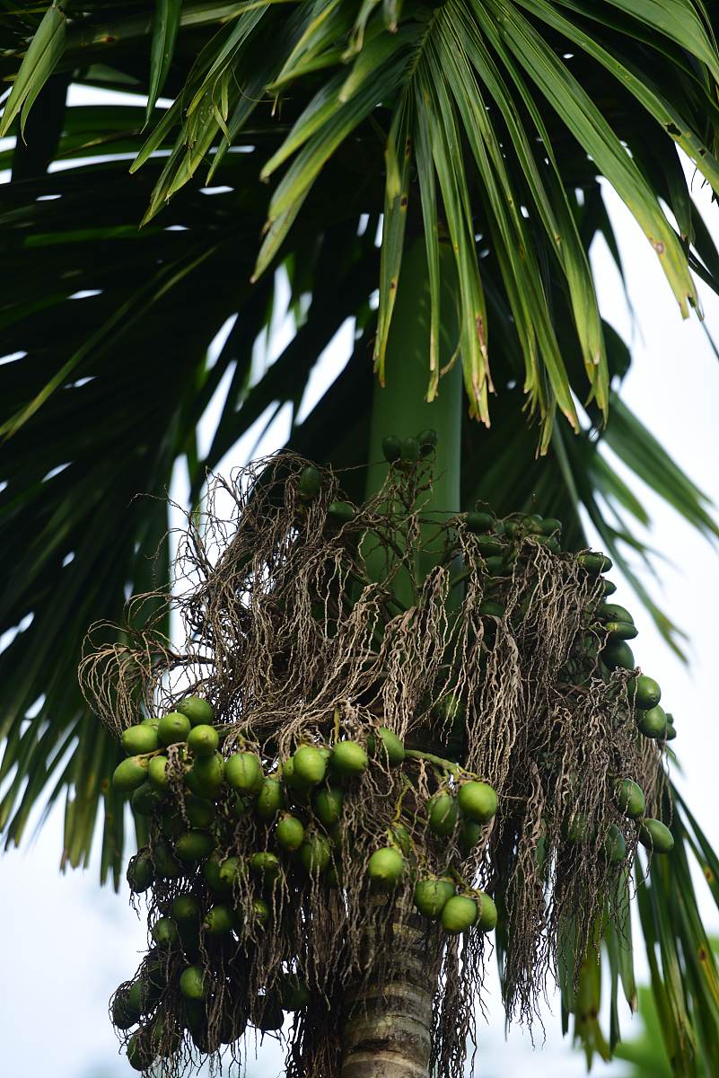 用新闻体裁重新编辑以下文章槟榔的危害性这么大但是在我国的湖南海南台湾广西等地方这些地方的人都非常喜欢嚼槟榔还把槟榔当作一种礼品作为赠送这是为什么呢？