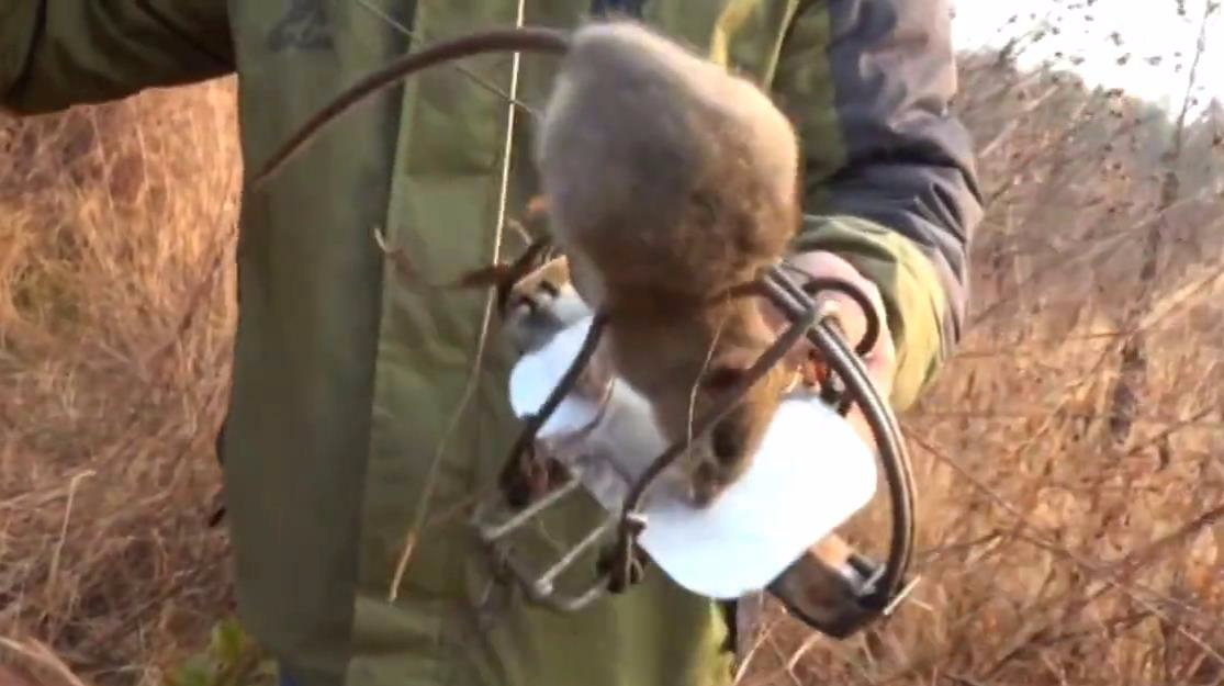 大叔爱好捉山鼠,制成美味鼠干卖80元一斤