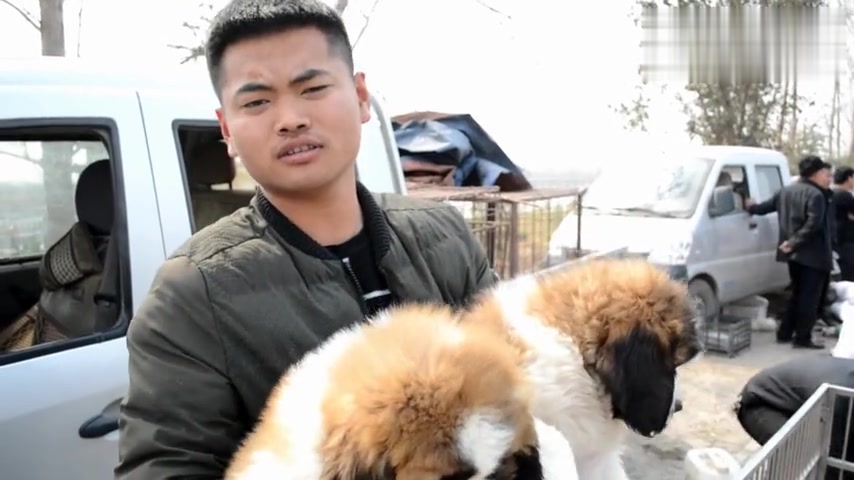 48天的小狗娃,体重达到了20斤,成犬能长到180斤,这是什么狗?