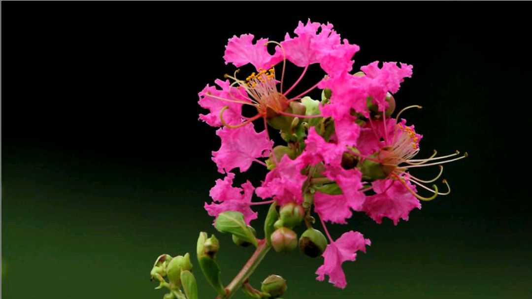 紫薇花、丝瓜花、鸡冠花、木茼蒿花语介绍