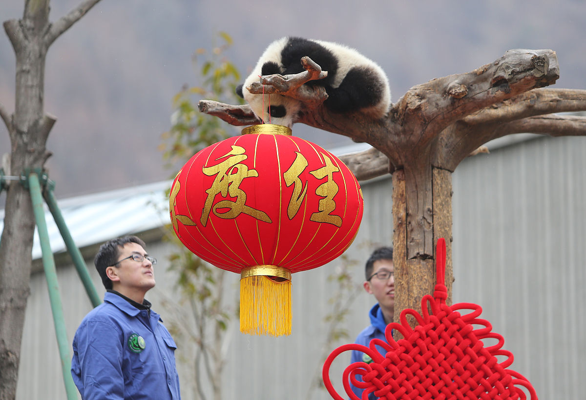 2019年01月31日上午,四川阿坝,中国大熊猫保护研究中心神树坪基地熊猫