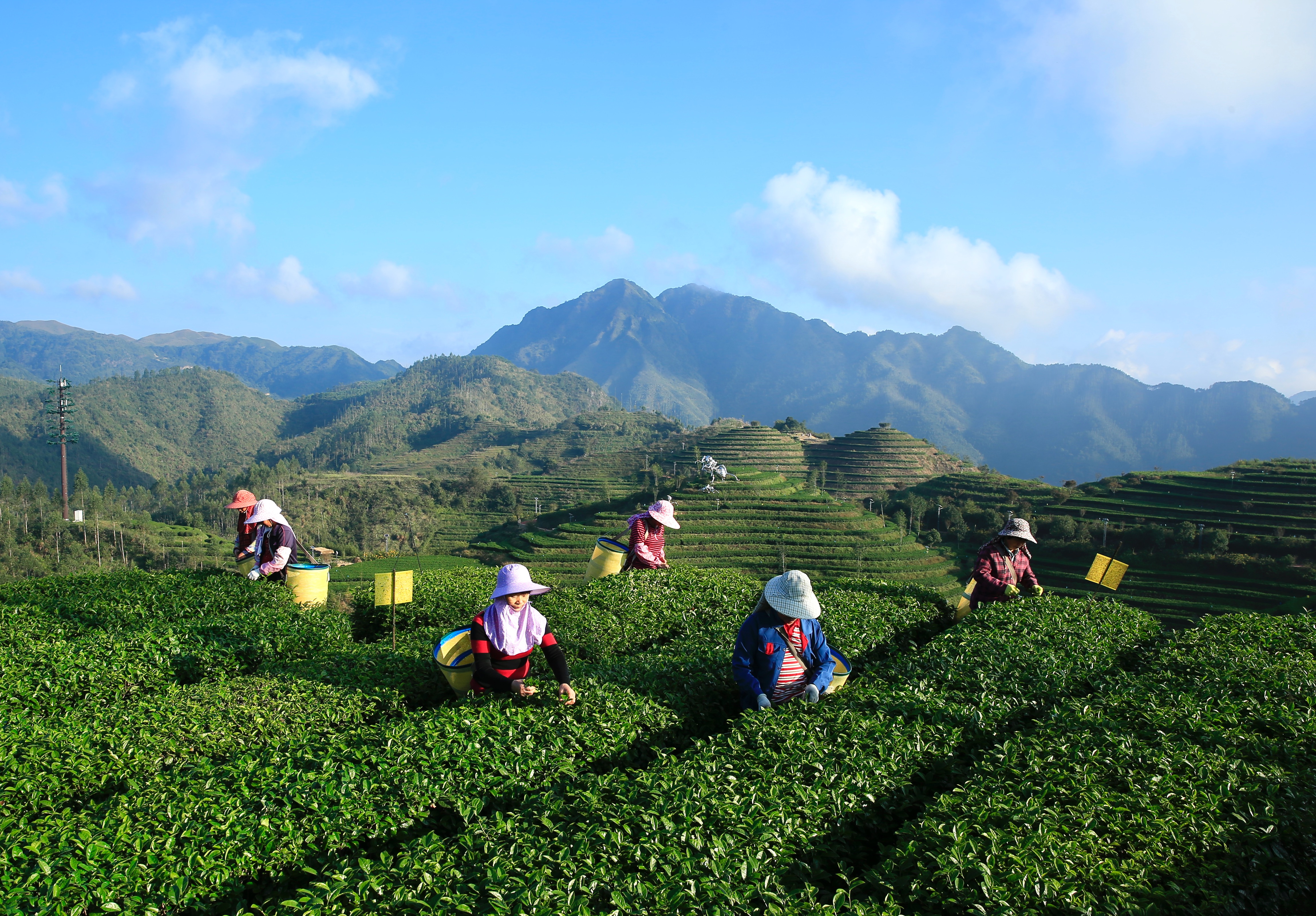 福建平和:高山茶园采摘季