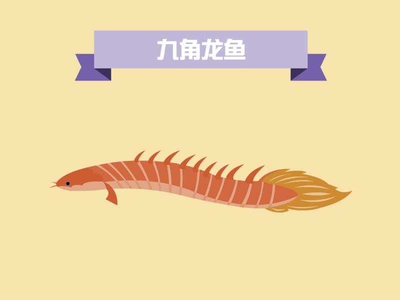 九角龙鱼,别名金恐龙,又叫九角龙,九节龙