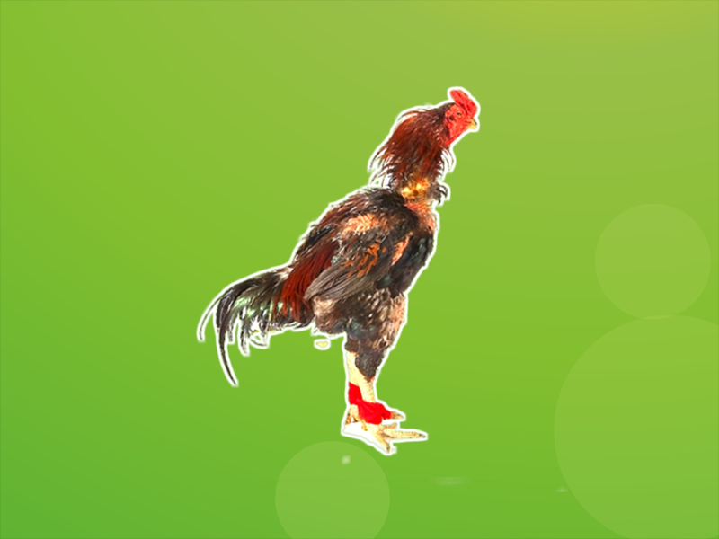 原来冀南斗鸡长这样