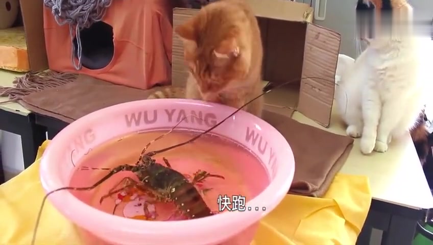 可爱的猫咪 看到大龙虾 表情真是太丰富了 无处下嘴啊