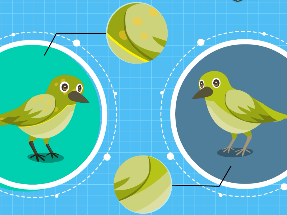 绣眼鸟怎样区分公母