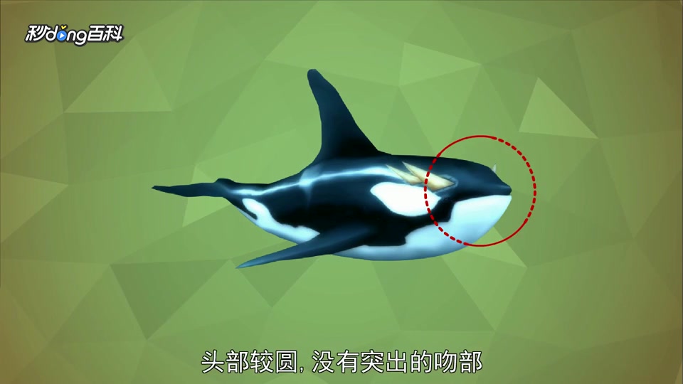 原来虎鲸属长这样
