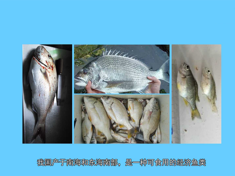 黄鲷:鲷科的一种可食用的鱼