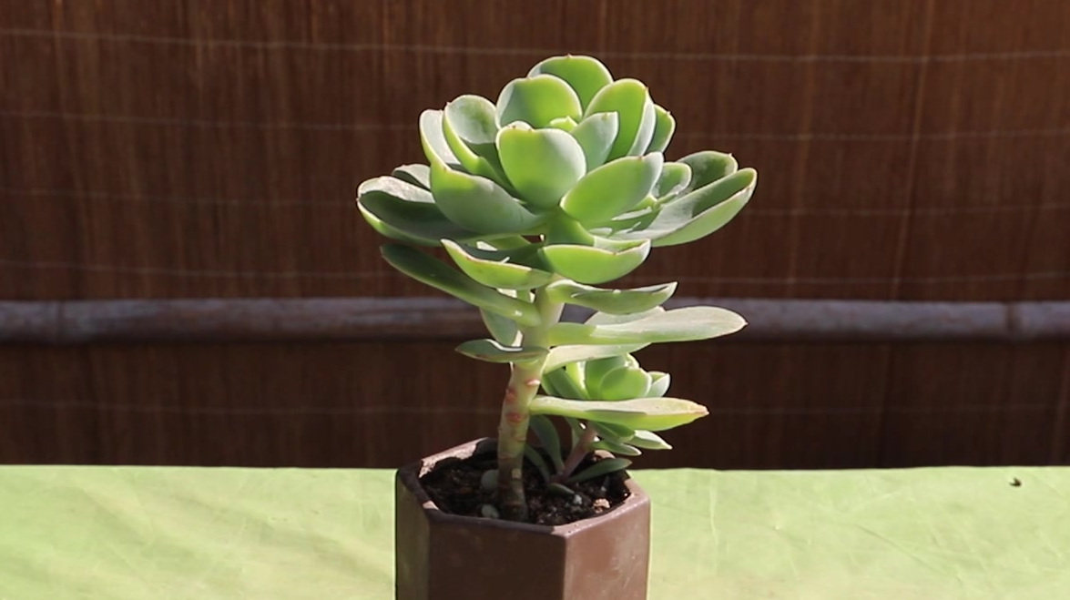 冬季多肉,几个“毛病”不能犯,小心熬不过冬天全都死翘翘