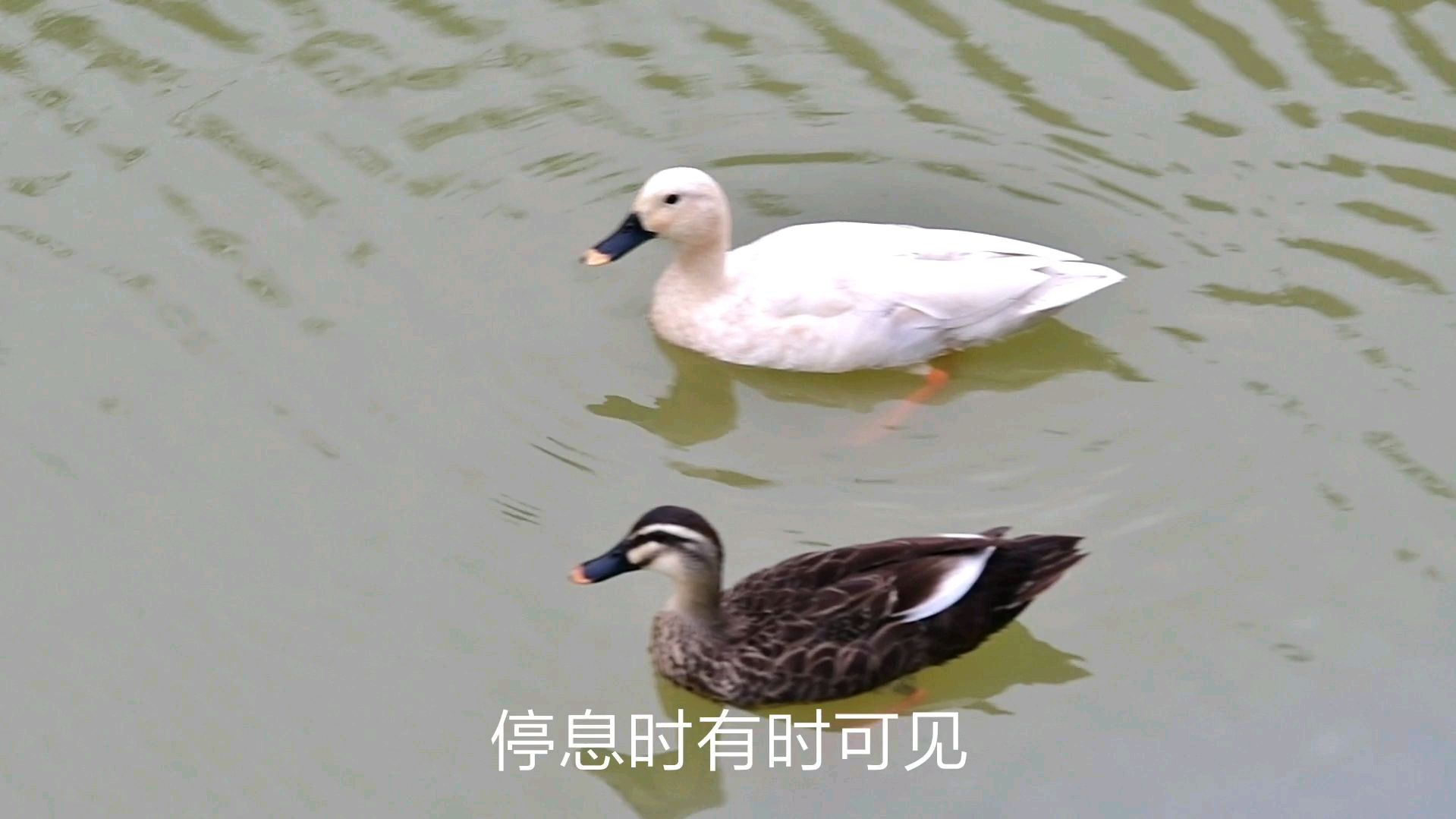 百年难得一见的白化野鸭子