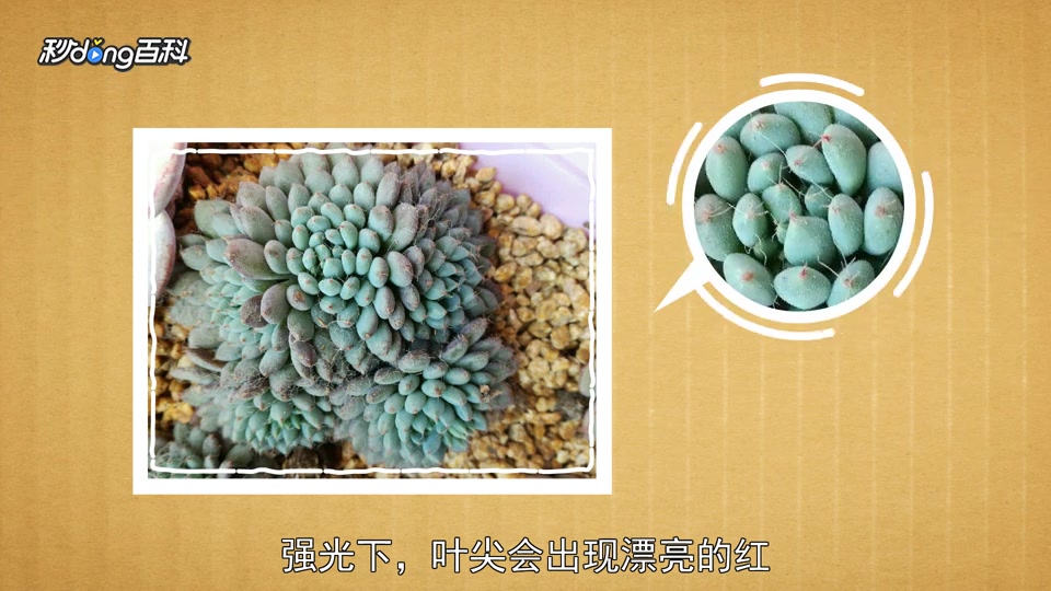 「秒懂百科」原来小蓝衣长这样