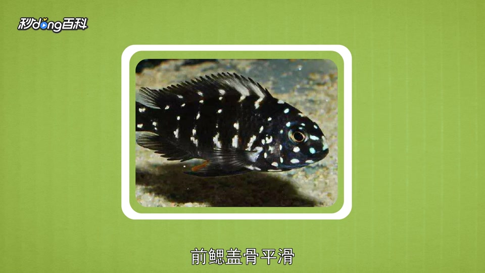原来珍珠蝴蝶长这样
