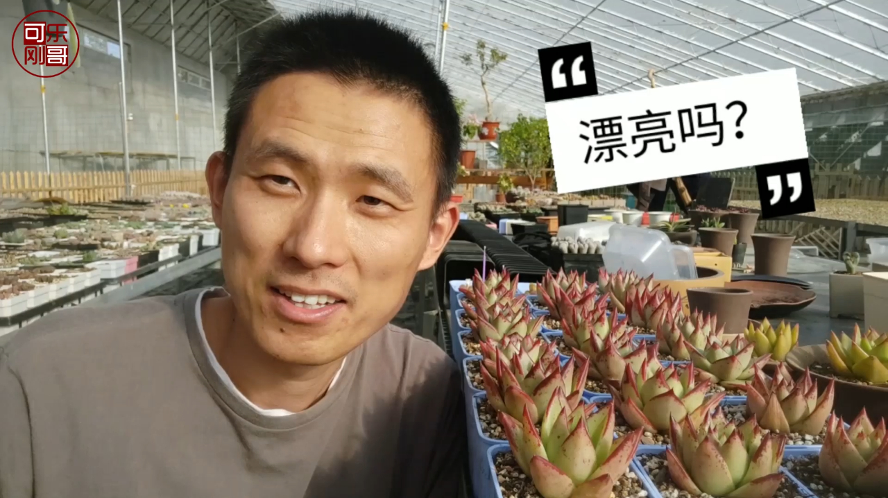 不知道拍啥,就看看刚哥的这几棵乌木状态咋样吧?