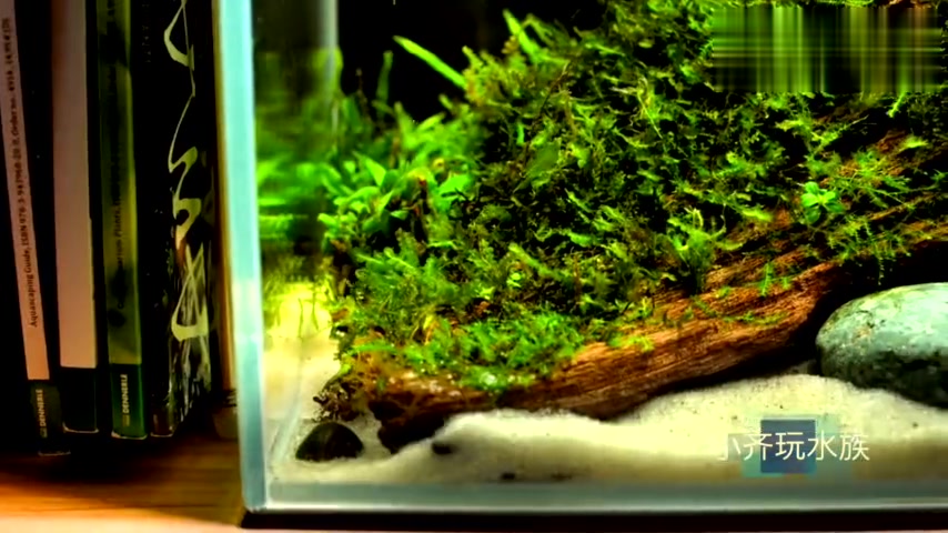 新手可以参考的小鱼缸造景-一木成景简单高颜值