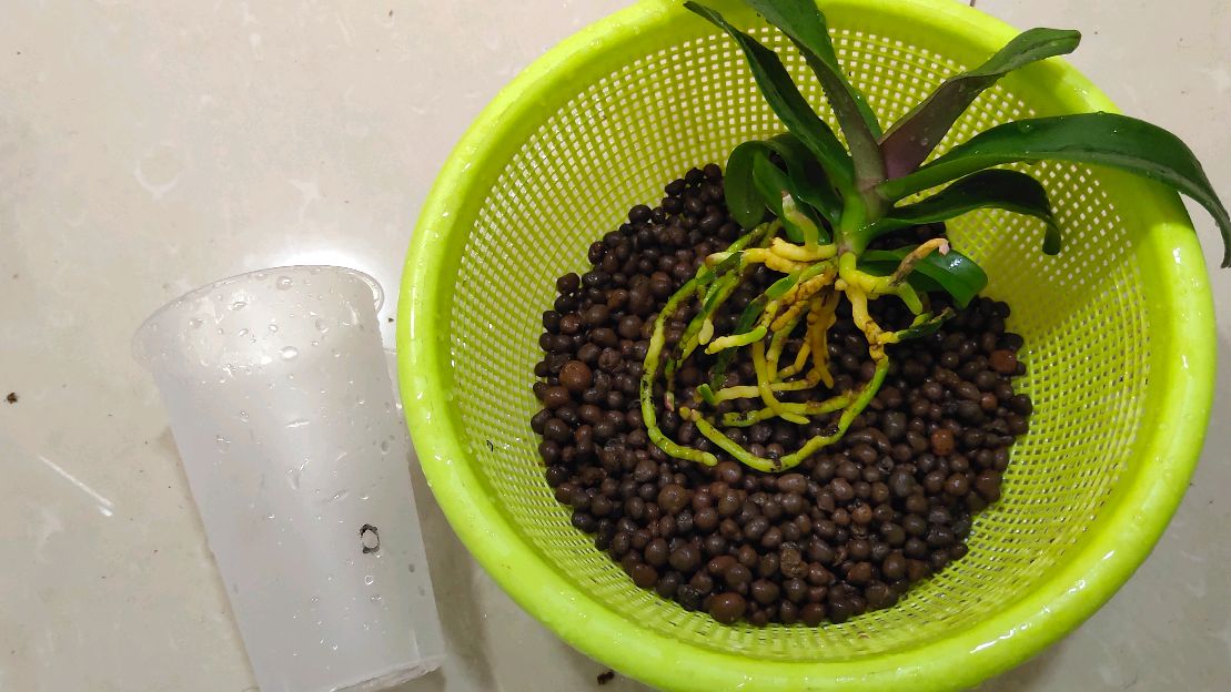蝴蝶兰如何陶粒水培?养护植物的新方法,请注意兰花的这些细节