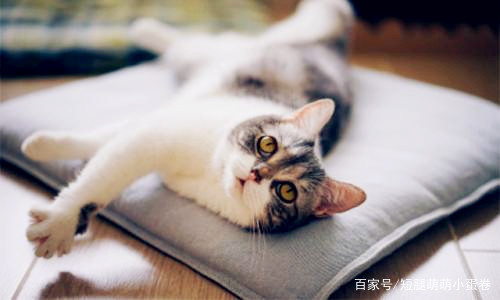 狗狗喜欢扑人怎么办?新手主人的养狗手册,为你解读7种常见行为