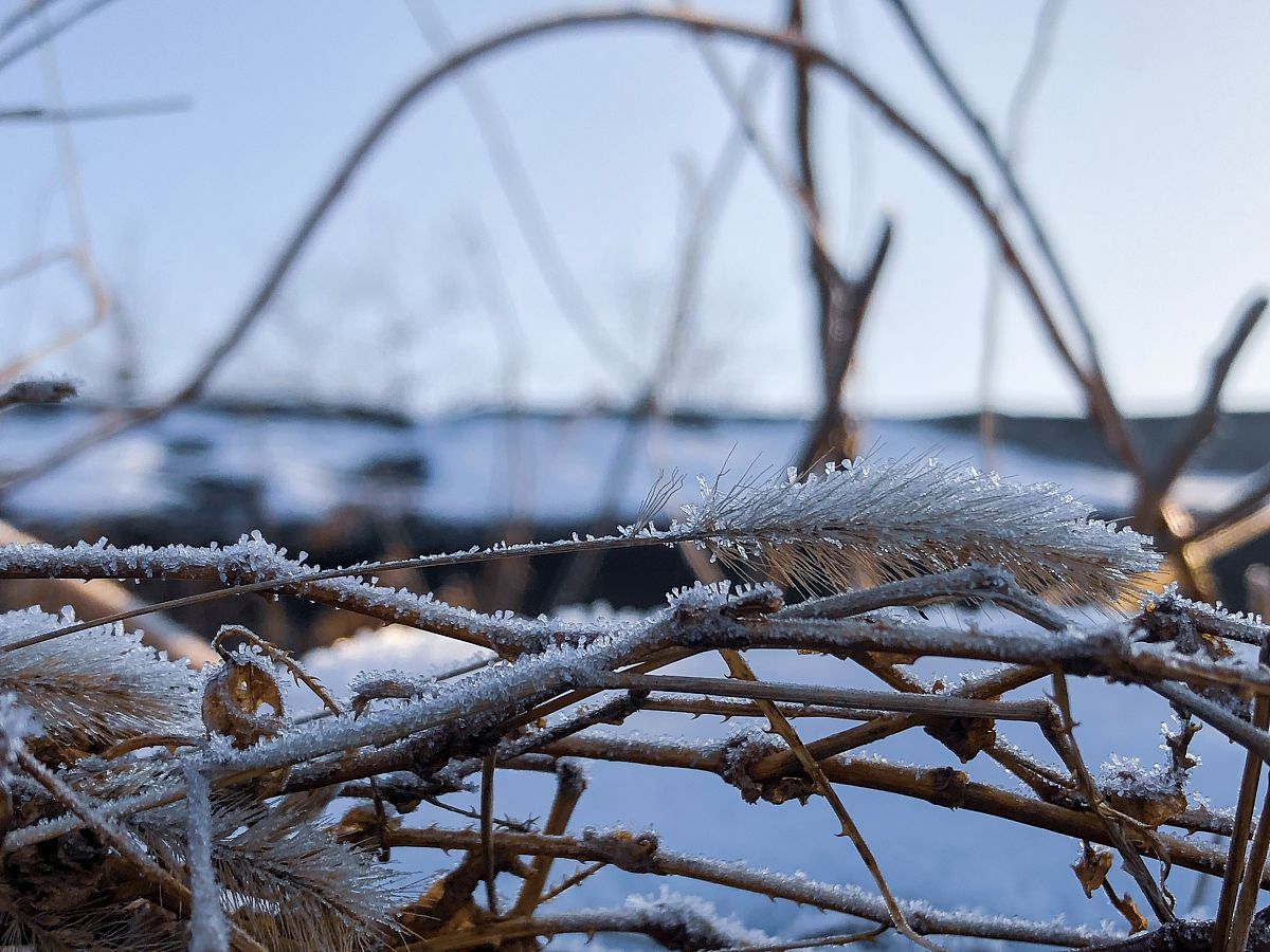 倒春寒发生时期 的强度 翻译