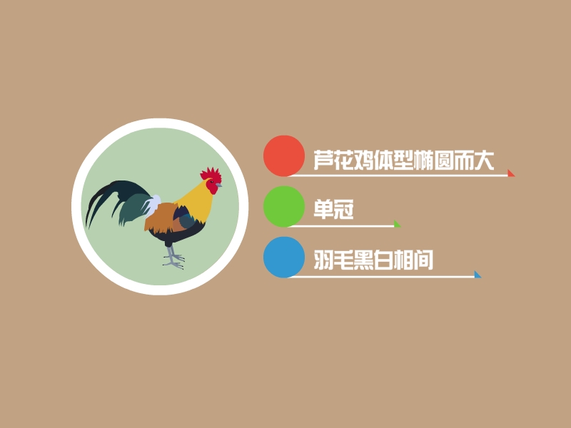 芦花鸡:我国土生鸡种,产自山东省汶上县